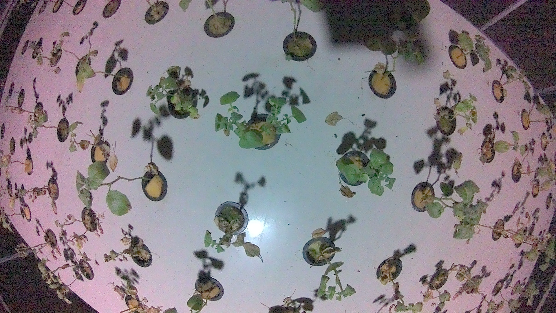Leyangan_2026-01-29_22-00-00_308-308.jpg