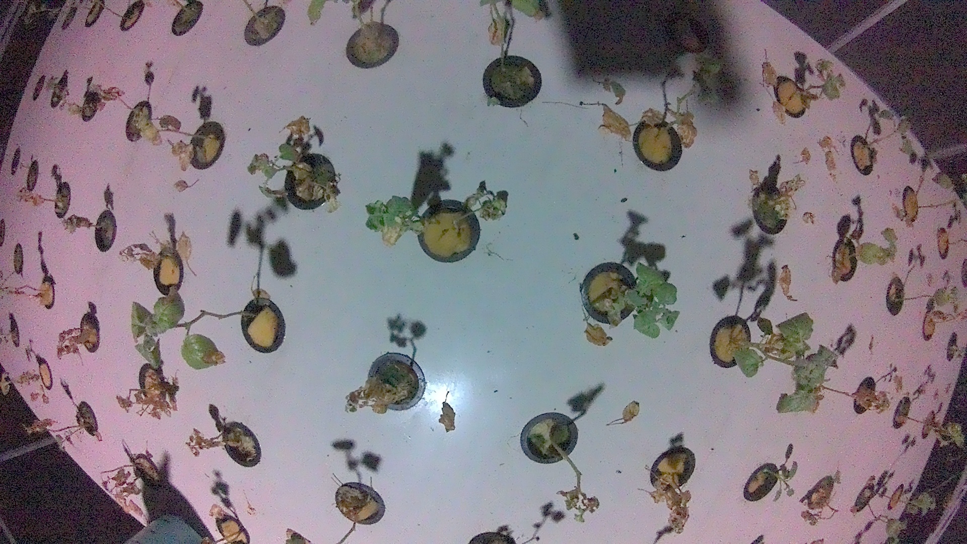 Leyangan_2026-02-05_22-00-00_352-352.jpg