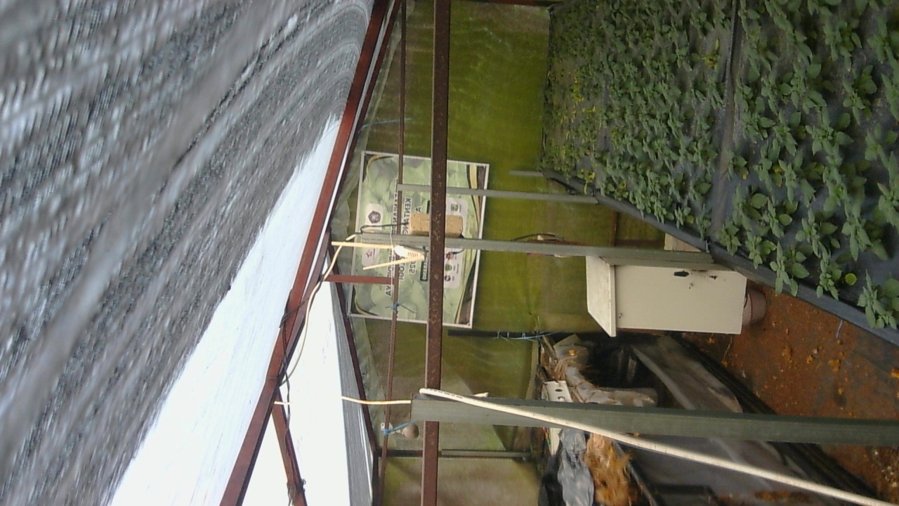 Pak-Tommy_2026-01-29_06-00-01_247-247.jpg