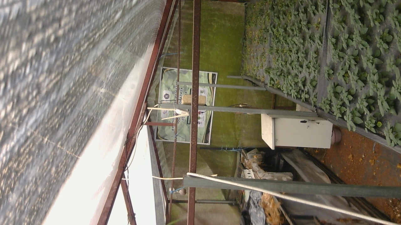 Pak-Tommy_2026-02-01_08-00-01_111-111.jpg